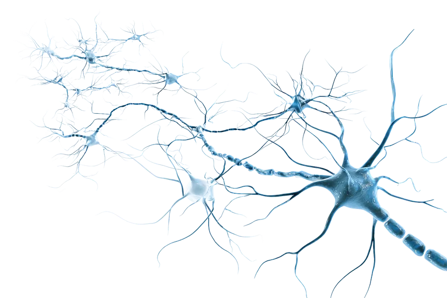 An illustration of nerve cells, their branching dendrites and a myelinated axon
      running away to the right.